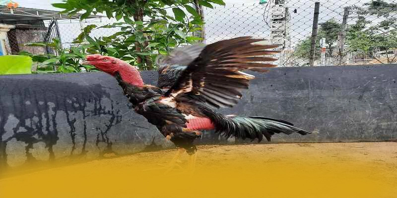 GOOD88 - Sân chơi ổn định trên thị trường